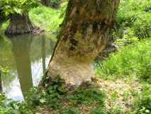 8_stopy_bobru
